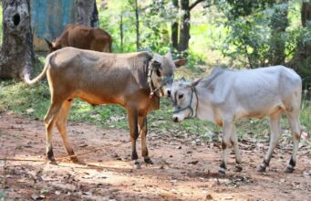 UP Government Launches Pilot Project to Purchase Cow Urine from Farmers at ₹10 per Litre Cows in a rural Indian farm setting supporting natural farming and livestock-based agriculture.